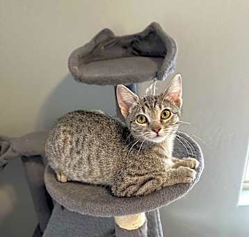 Photo of Zoe - (foster-Bruce)