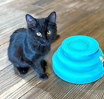Photo of Rocky- (foster-Bruce)