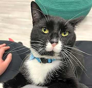 Photo of Oreo
