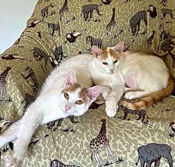 Photo of Hoban / Darr (Bonded Pair)