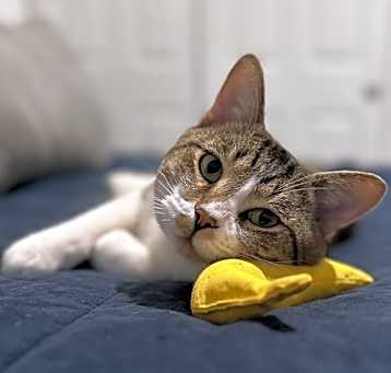 Photo of Gordo