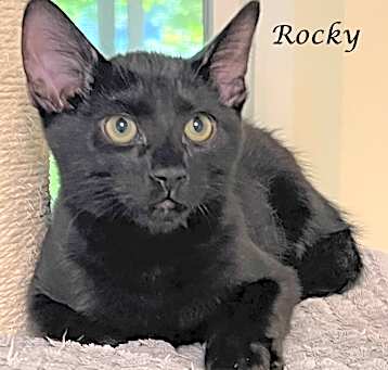 Photo of ROCKY