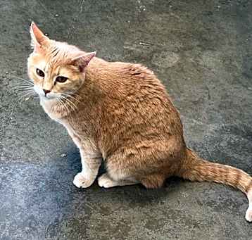 Photo of Tango