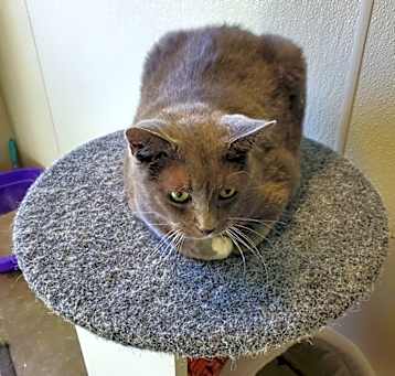 Photo of Kahlua