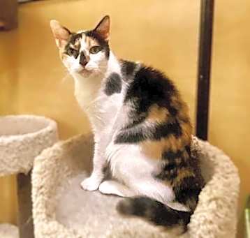 Photo of Layla Corkie