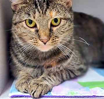 Photo of Molly (must go with Rusty) - fee sponsored