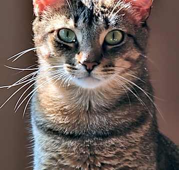 Photo of Rusty (must go with Molly) - fee sponsored