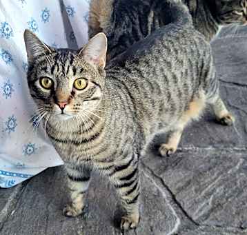 Photo of Finch