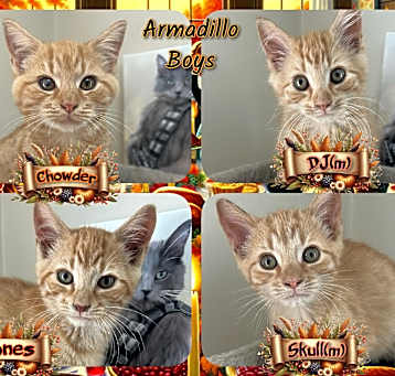 Photo of Armadillo Boys
