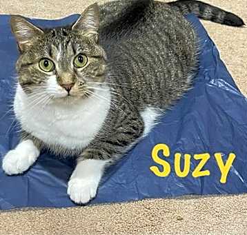 Photo of Suzy, Willow Grove area (FCID# 04/09/24-127)