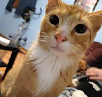 Photo of Rusty