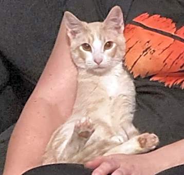 Photo of Whiskey