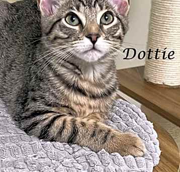 Photo of DOTTIE