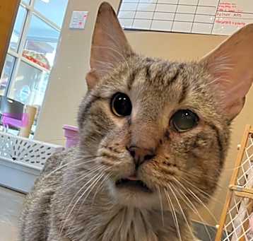 Photo of Toph (adopted)