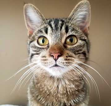 Photo of Paisley