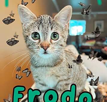 Photo of Frodo