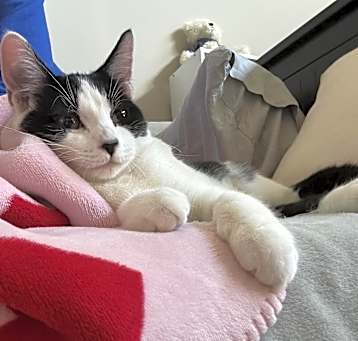 Photo of Oreo