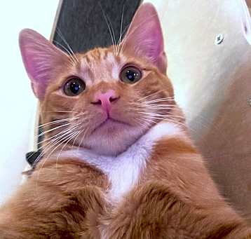 Photo of Dandelion