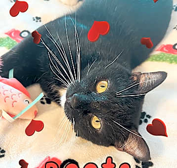 Photo of Boots