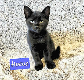Photo of Hocus