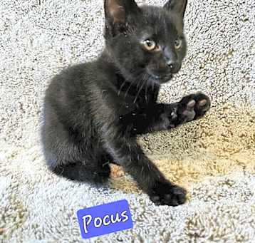 Photo of Pocus