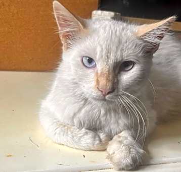 Photo of Cheddar