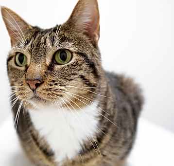 Photo of Hula