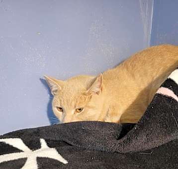 Photo of Poedunk
