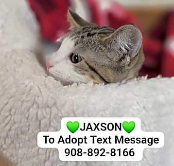 Photo of JAXSON