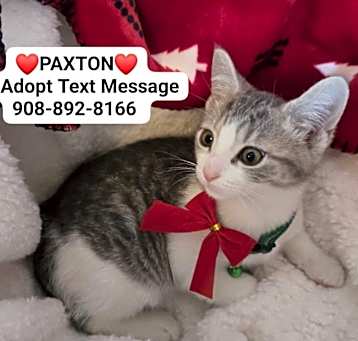 Photo of PAXTON