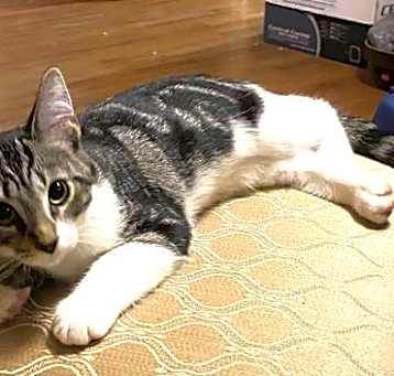 Photo of Stripe