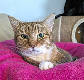 Photo of Queen B aka Miss Miserable