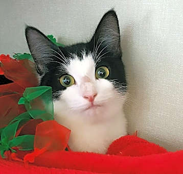 Photo of Holly
