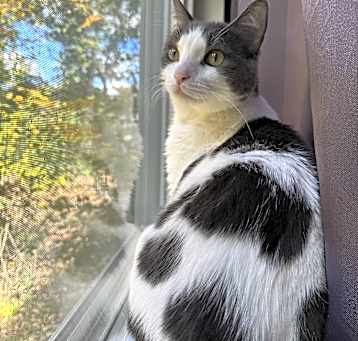 Photo of Honey Bun