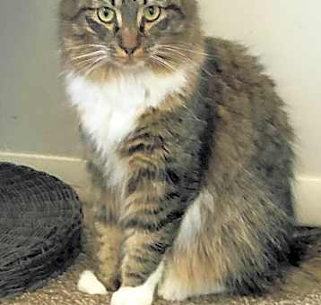 Photo of Skye