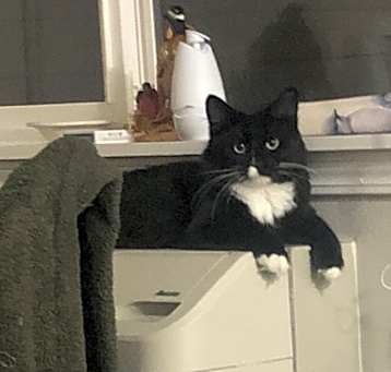 Photo of Tom Tom