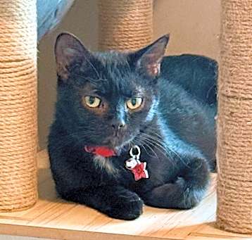 Photo of Chai