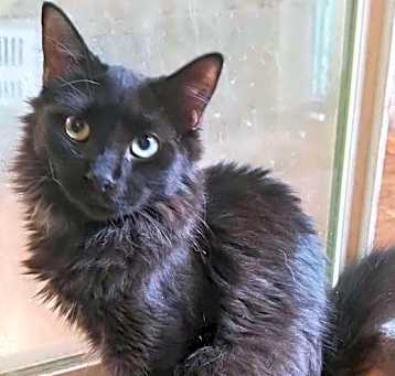 Photo of Ninja