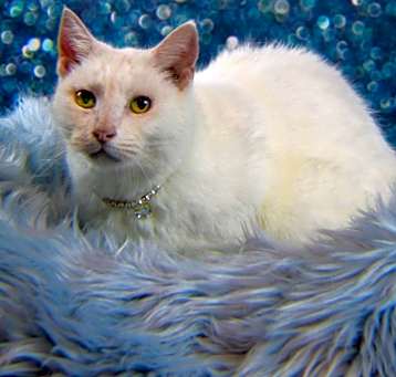 Photo of Snow White