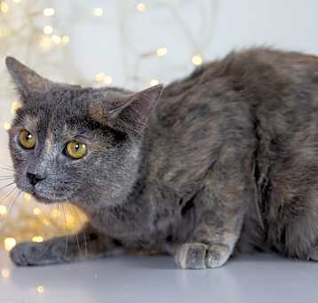 Photo of Polvo Sprinkles
