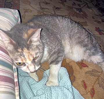 Photo of Taylor