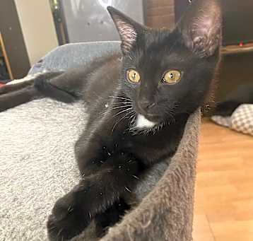 Photo of Patches