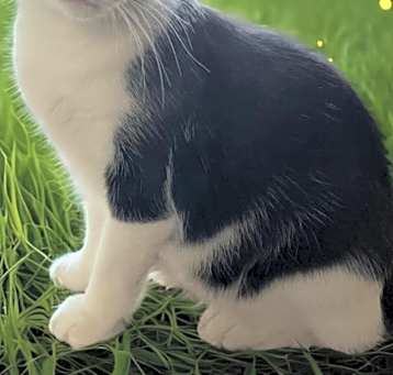 Photo of Oreo