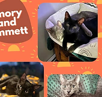 Photo of Emory and Emmett- cuddly kittens