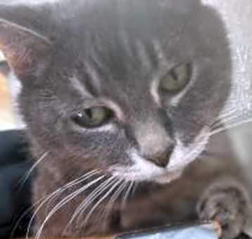 Photo of Smokey