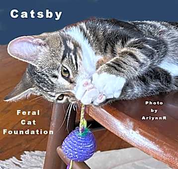 Photo of Catsby