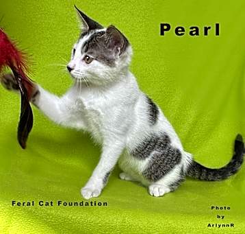 Photo of Pearl