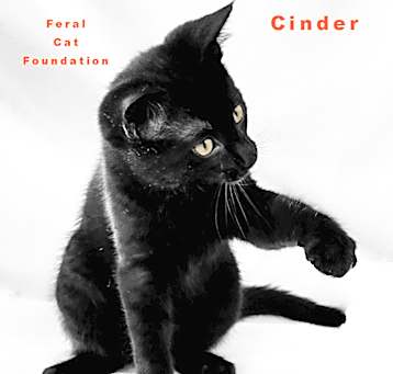 Photo of Cinder