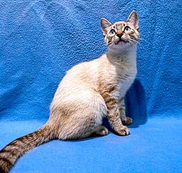 Photo of Simba