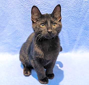 Photo of Hocus